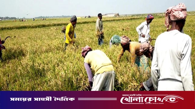 বাম্পার ফলনেও হাসি নেই লালমনিরহাটের কৃষকদের মুখে, ন্যায্যমূল্য নিয়ে দুশ্চিন্তা