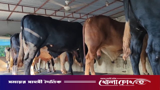 কোরবানির ঈদ সামনে রেখে নগরকান্দায় জমে উঠেছে ষাঁড় গরু প্রস্তুতির কর্মযজ্ঞ