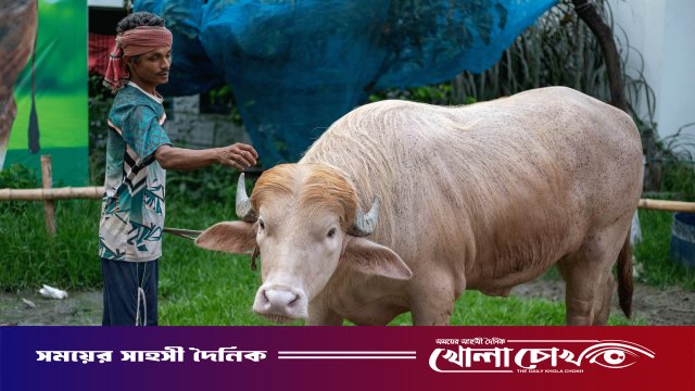 কমান্ডার ইন বিফ: নারায়ণগঞ্জের ‘ট্রাম্প মহিষ’ নিয়ে এবার এএফপির প্রতিবেদন