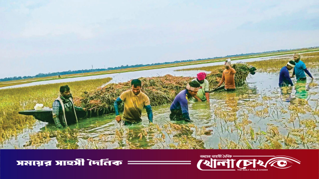 সুনামগঞ্জের শাল্লায় তলিয়ে গেল ১৫০ কোটি টাকার ধান ও ২০০ কোটি টাকার গোখাদ্য