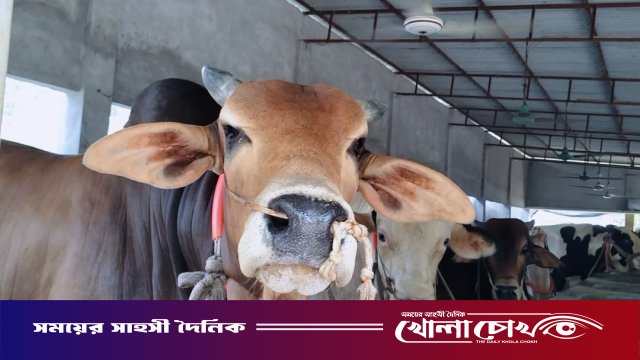 নগরকান্দায় প্রস্তুত ২১ সহস্রাধিক পশু, শেষ মুহূর্তের পরিচর্যায় ব্যস্ত খামারিরা