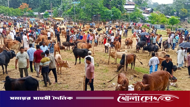 কাপ্তাইয়ে পাহাড়ি গরুর ‘নতুন বাজার’ হাট জমজমাট, মাঝারি আকারের পশুর চাহিদা তুঙ্গে