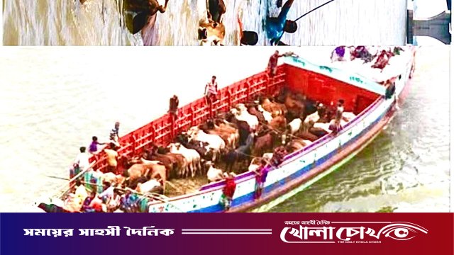 পদ্মায় ২৭টি কোরবানির গরুসহ ট্রলার ডুবি, এক ব্যবসায়ী নিখোঁজ