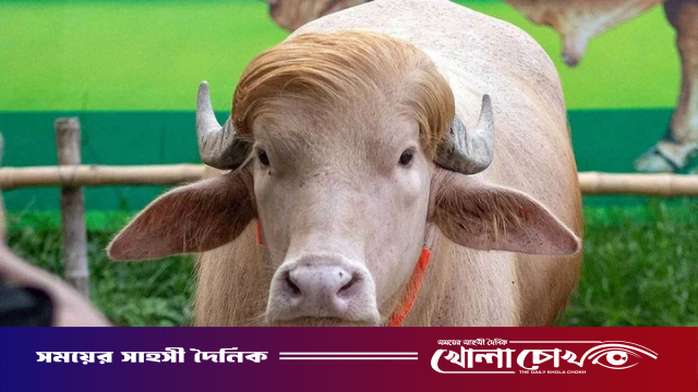 দিনে ২৫ কেজি ঘাস খাচ্ছে ‘ডোনাল্ড ট্রাম্প’