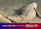 খানজাহান আলী মাজারের দীঘির কুমির সরাতে আসছে বিশেষজ্ঞ দল