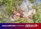 ফরিদপুরের সদরপুরে ভুবনেশ্বর নদ থেকে অজ্ঞাত ব্যক্তির গলিত মরদেহ উদ্ধার