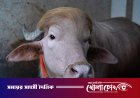 চিড়িয়াখানা থেকে সরানো হলো আলোচিত মহিষ ‘ট্রাম্পকে’
