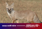 বন্য শিয়াল শিকার করে অনলাইনে মাংস বিক্রি