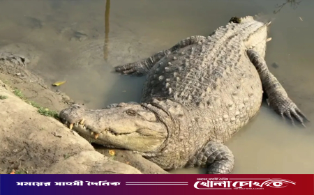 খানজাহান আলী মাজারের দীঘির কুমির সরাতে আসছে বিশেষজ্ঞ দল