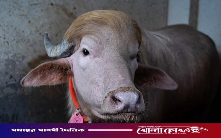 চিড়িয়াখানা থেকে সরানো হলো আলোচিত মহিষ ‘ট্রাম্পকে’