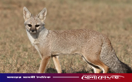 বন্য শিয়াল শিকার করে অনলাইনে মাংস বিক্রি