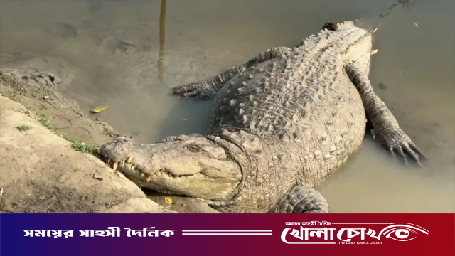 খানজাহান আলী মাজারের দীঘির কুমির সরাতে আসছে বিশেষজ্ঞ দল