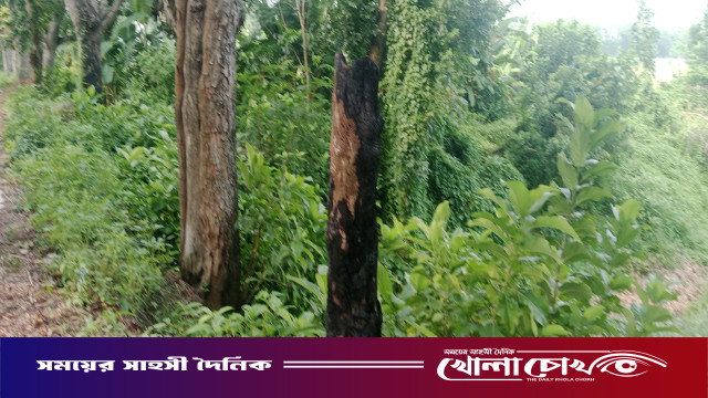 সবুজের বুকে আগুনের ছোবল: আলফাডাঙ্গায় রাতের আঁধারে সামাজিক বনায়নের গাছ পুড়িয়ে দেওয়ার অভিযোগ