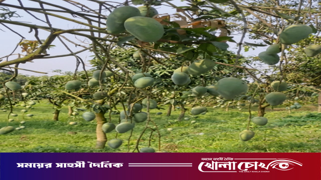 নওগাঁর আম বাগানে গাছে গাছে সোনালি স্বপ্ন দাম না পেয়ে হতাশ চাষিরা