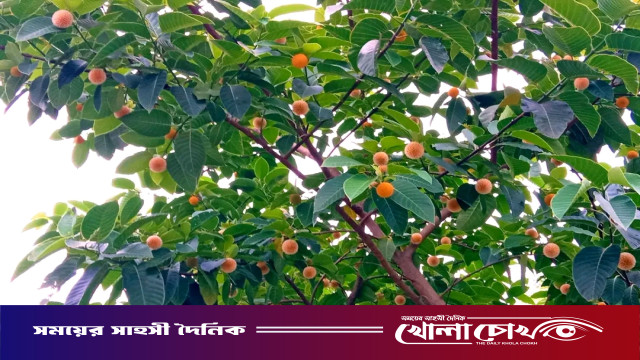 বর্ষার প্রতিকৃতি কদম ফুল প্রকৃতির বুকে সৌন্দর্য ও স্নিগ্ধতা
