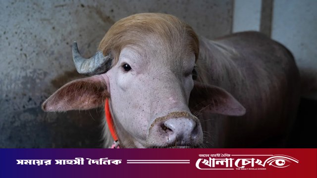 চিড়িয়াখানা থেকে সরানো হলো আলোচিত মহিষ ‘ট্রাম্পকে’