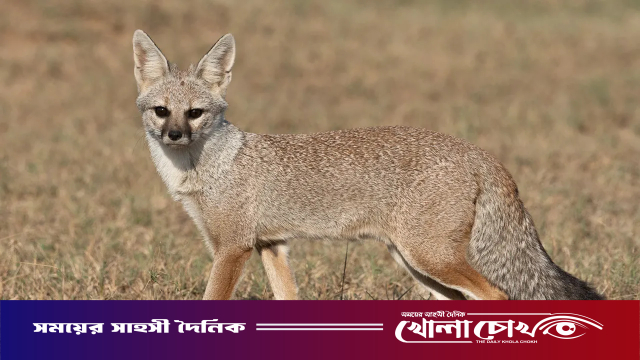 বন্য শিয়াল শিকার করে অনলাইনে মাংস বিক্রি