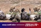 সিংহের থাবার নিচে যুবক, মৃত্যুর মুখ থেকে ফিরলেন অভিনব উপায়ে