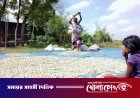 অনাবাদি বালুচরে বাদামের সোনালী হাসি: ভাগ্য বদলাচ্ছে দৌলতপুরের চাষিদের