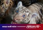 কিউবায় বিরল প্রজাতির ৪ বেঙ্গল টাইগারের জন্ম