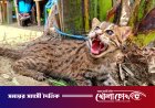 চরভদ্রাসনে জেলের দোয়ারীতে আটকা পড়ল মেছো বাঘের শাবক