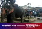 সদরপুরে হাতির ধাক্কায় অটোরিকশা উল্টে ১০ মাসের শিশুর মৃত্যু; মাহুত আটক