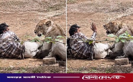 সিংহের থাবার নিচে যুবক, মৃত্যুর মুখ থেকে ফিরলেন অভিনব উপায়ে