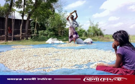 অনাবাদি বালুচরে বাদামের সোনালী হাসি: ভাগ্য বদলাচ্ছে দৌলতপুরের চাষিদের