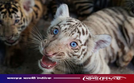 কিউবায় বিরল প্রজাতির ৪ বেঙ্গল টাইগারের জন্ম