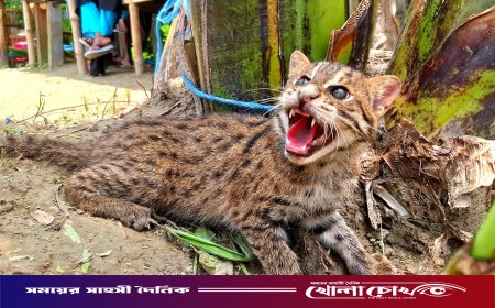 চরভদ্রাসনে জেলের দোয়ারীতে আটকা পড়ল মেছো বাঘের শাবক