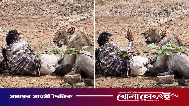 সিংহের থাবার নিচে যুবক, মৃত্যুর মুখ থেকে ফিরলেন অভিনব উপায়ে