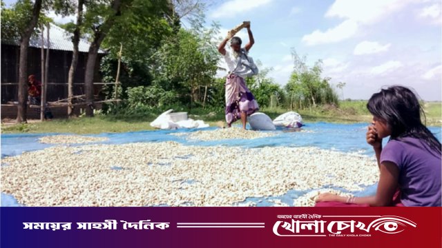 অনাবাদি বালুচরে বাদামের সোনালী হাসি: ভাগ্য বদলাচ্ছে দৌলতপুরের চাষিদের