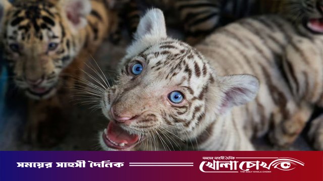 কিউবায় বিরল প্রজাতির ৪ বেঙ্গল টাইগারের জন্ম