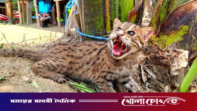 চরভদ্রাসনে জেলের দোয়ারীতে আটকা পড়ল মেছো বাঘের শাবক