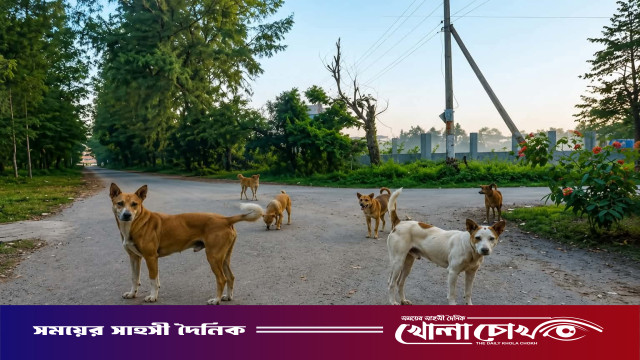 নোবিপ্রবিতে কুকুরের উৎপাত, আতঙ্কে শিক্ষার্থীরা