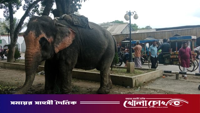 সদরপুরে হাতির ধাক্কায় অটোরিকশা উল্টে ১০ মাসের শিশুর মৃত্যু; মাহুত আটক