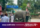 সাত দিনের ‘থানা জীবন’ শেষে মালিকের কাছে ফিরছে জব্দ হাতি