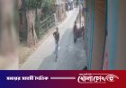 কুষ্টিয়ার দৌলতপুরে প্রকাশ্যে অস্ত্র হাতে যুবকের মহড়া, এলাকায় চরম আতঙ্ক