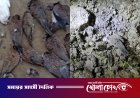 বিষমিশ্রিত ধান খেয়ে শতাধিক পাখির মৃত্যু, জরিমানা ৫০০