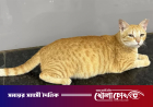 মুম্বাই মেট্রোর নতুন ‘চিফ ফেলাইন অফিসার’ এক পথবিড়াল!