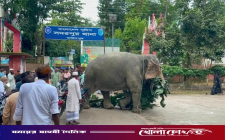 সাত দিনের ‘থানা জীবন’ শেষে মালিকের কাছে ফিরছে জব্দ হাতি