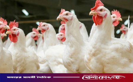 পোলট্রি মুরগির মাংসে মাত্রাতিরিক্ত অ্যান্টিমাইক্রোবিয়াল: তিন দেশের ওপর গবেষণায় উদ্বেগজনক তথ্য