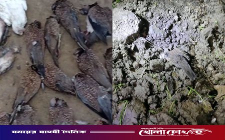 বিষমিশ্রিত ধান খেয়ে শতাধিক পাখির মৃত্যু, জরিমানা ৫০০