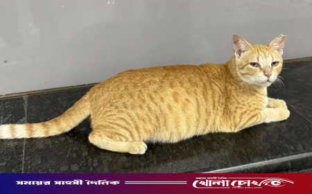 মুম্বাই মেট্রোর নতুন ‘চিফ ফেলাইন অফিসার’ এক পথবিড়াল!