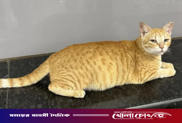 মুম্বাই মেট্রোর নতুন ‘চিফ ফেলাইন অফিসার’ এক পথবিড়াল!