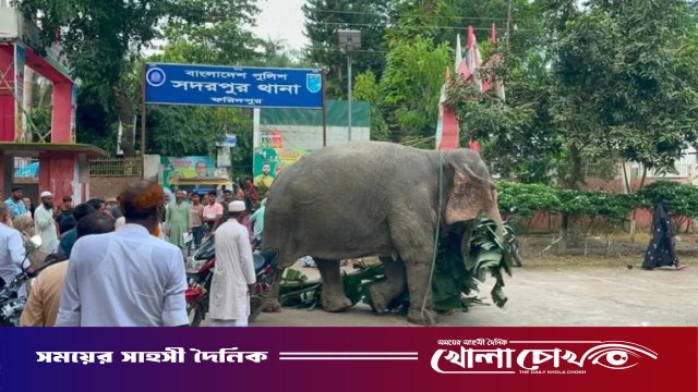 সাত দিনের ‘থানা জীবন’ শেষে মালিকের কাছে ফিরছে জব্দ হাতি