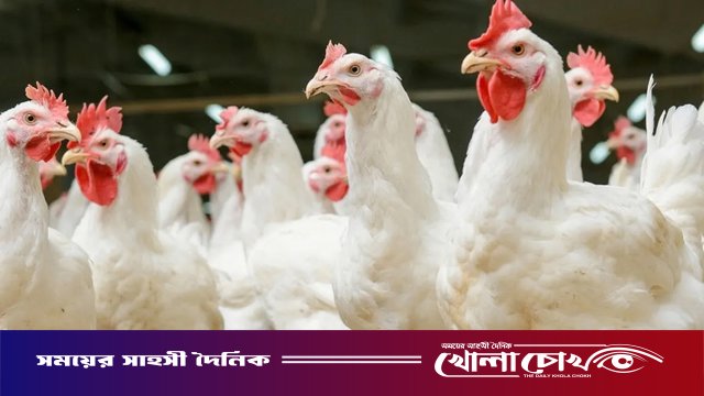 পোলট্রি মুরগির মাংসে মাত্রাতিরিক্ত অ্যান্টিমাইক্রোবিয়াল: তিন দেশের ওপর গবেষণায় উদ্বেগজনক তথ্য