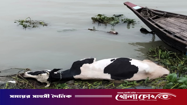 পিরোজপুরে ফেরিতে ওঠার সময় গরুবাহী পিকআপ নদীতে পতন, পানিতে ডুবে গরুর মৃত্যু