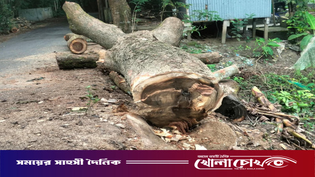 ইউএনওর নির্দেশ অমান্য করে আগৈলঝাড়ায় সড়কের গাছ কেটে নেওয়ার অভিযোগ