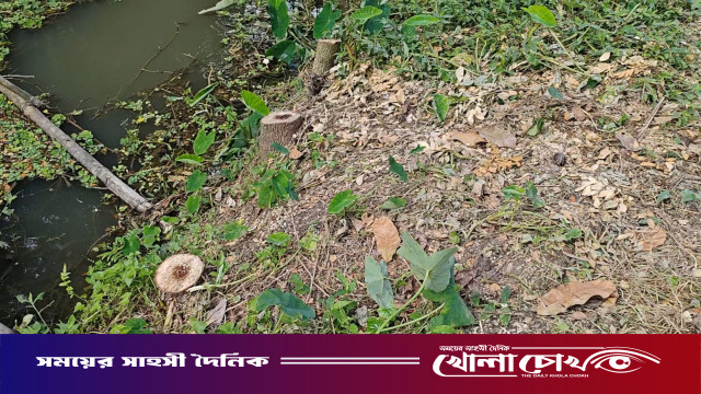 আগৈলঝাড়ায় জমি বিরোধের জেরে ৫ শতাধিক গাছ কেটে সাবাড়